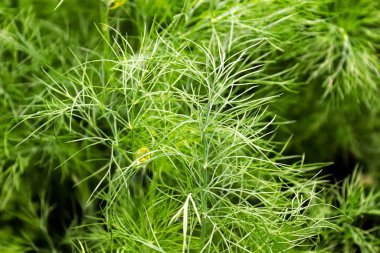 Yeşil arka planda taze dereotu