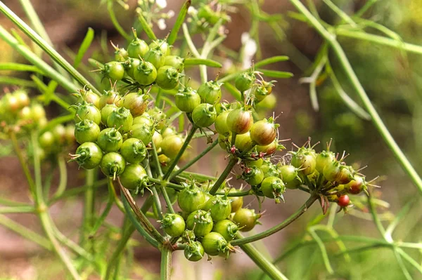 Närbild av gröna korianderfrön som växer på blomklasar — Stockfoto