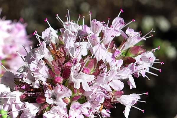 Detailed macro view of pink oregano blossoms — Stock Photo, Image