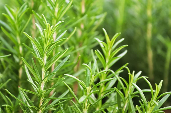 Sfondo di verdi grappoli di erbe fresche di rosmarino — Foto Stock