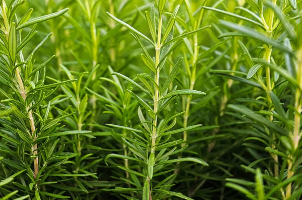 Hintergrund der grünen frischen Rosmarin-Kräuterbüschel — Stockfoto