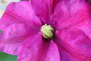 Clematis çiçek yapraklarının merkezinin kapanışı