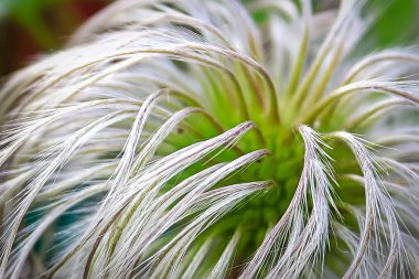 Klematis çiçek yapraklarının tüylü dikenleri açmayı bitirdikten sonra