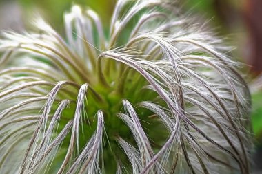 Klematis çiçek yapraklarının tüylü dikenleri açmayı bitirdikten sonra