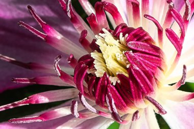 Clematis çiçek yapraklarının merkezinin kapanışı