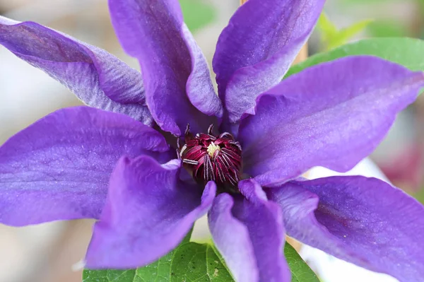 Nahaufnahme des Zentrums der Clematis-Blütenblätter — Stockfoto