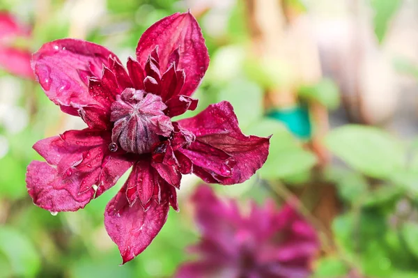 Detailní záběr na střed květních lístků Clematis — Stock fotografie