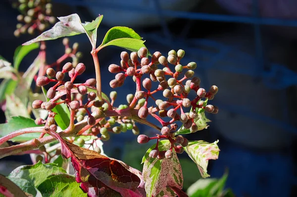 Bundles of closed flower buds on a virginia creeper vine — Stock Image Bundles of closed flower buds on a virginia creeper vine Royalty Free Stock Images