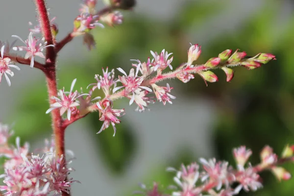 Розовые и белые цветы астильбы открываются на ветке — стоковое фото