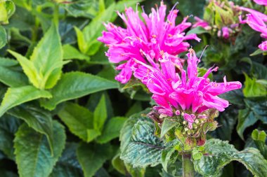 Pink bee balm flower heads blooming in the garden clipart