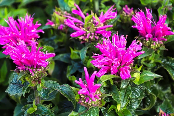 Cabeças de flor de bálsamo de abelha rosa florescendo no jardim — Fotografia de Stock