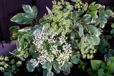 The white flower clusters of Bishops Goutweed clipart