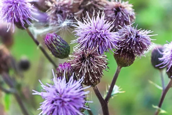 Närbild av flera lila tistel blomma huvuden — Stockfoto