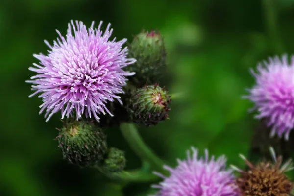 Makro bild av en tistel blomma huvud mot en suddig bakgrund — Stockfoto