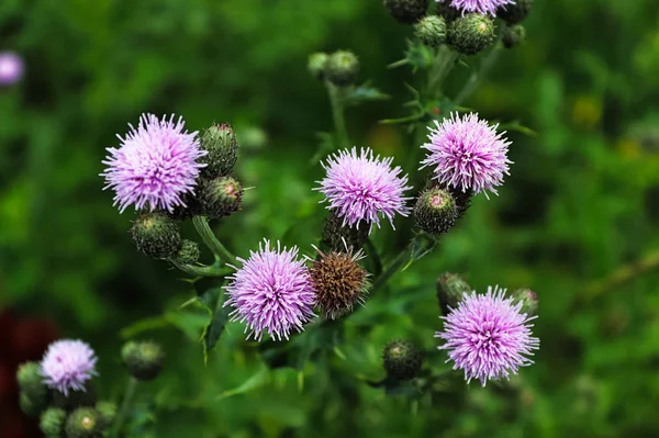Top view of thistle flower heads in multiple stages — Stock Photo, Image