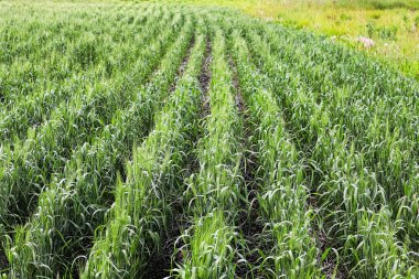 Tarlada sıra sıra büyüyen arpa sürüleri