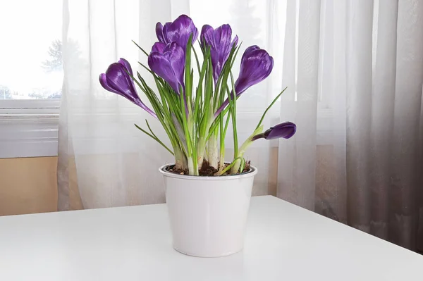 窓の横のテーブルの上に紫色のクロッカスの花 — ストック写真