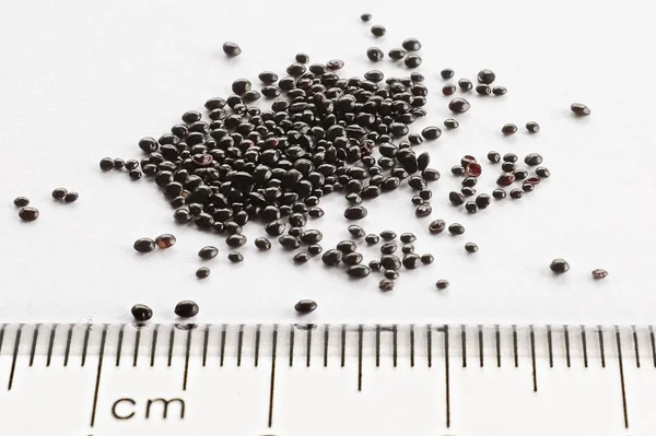 Pequeñas semillas negras contra una regla — Foto de Stock
