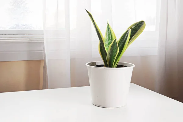 A snake plant on a table beside a window