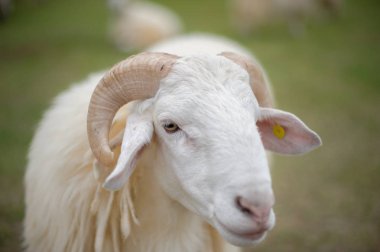 Koyun odağı seçin