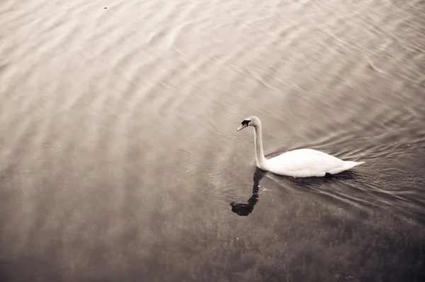 Cigno bianco galleggiante sul lago — Foto Stock