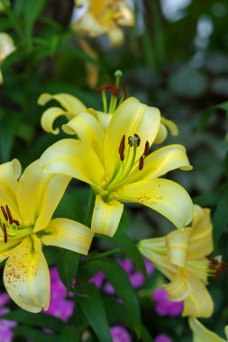 Güzel bahar çiçekleri