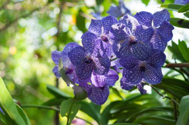 Güzel bahar çiçekleri