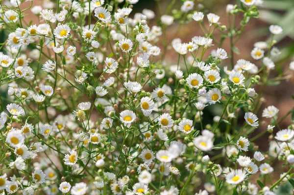 Beautiful spring flowers — Stock Photo, Image