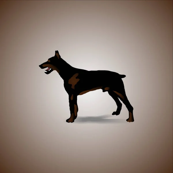 黒と茶色犬ドーベルマン pinsher のイラスト — ストック写真