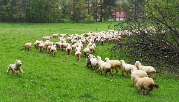 Mountains in the Summer. Sheeps — Stock Photo, Image