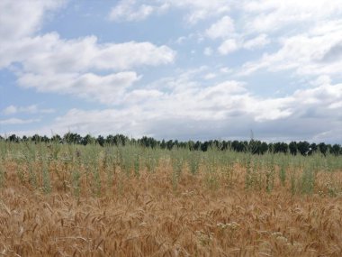 Ufuk, gökyüzü, cumulus bulutları, çim, alan, bozkır
