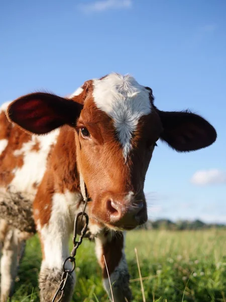 Terneros manchados pastando en un prado . — Foto de Stock