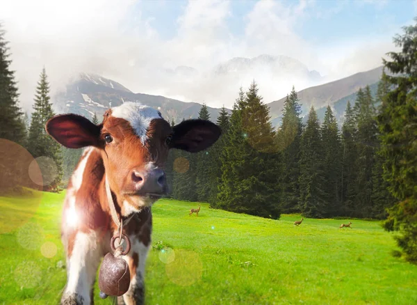 Una vaca, un ternero en el fondo de las montañas . —  Fotos de Stock