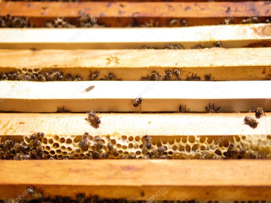 Ecotourism, a trip to the apiary, where the beekeeper treats hon