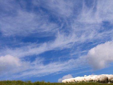 Bir çayır cumulus bulutları çerçevede bir koyun