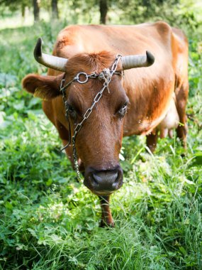 İnekler çayır, Mandıra, protein yiyecek