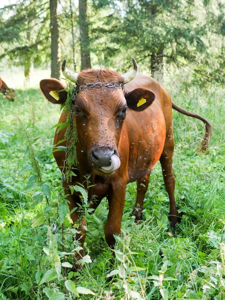 Vacas en el prado, granja lechera, alimentos proteicos —  Fotos de Stock