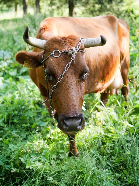 Vacas en el prado, granja lechera, alimentos proteicos —  Fotos de Stock