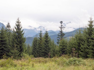 Blue Dağları'nın eteklerinde sarı çim