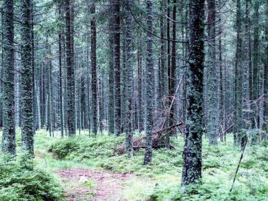 Liken ve yosun yağı gövdeleri üzerinde. İğne yapraklı orman.