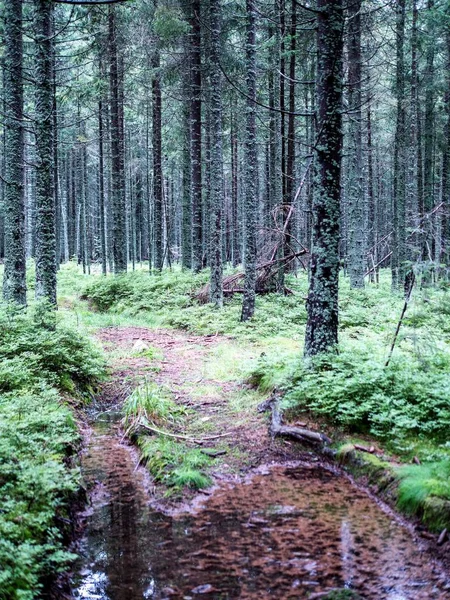 Liken ve yosun yağı gövdeleri üzerinde. İğne yapraklı orman.