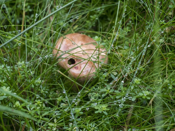 Mantar iğne yapraklı orman