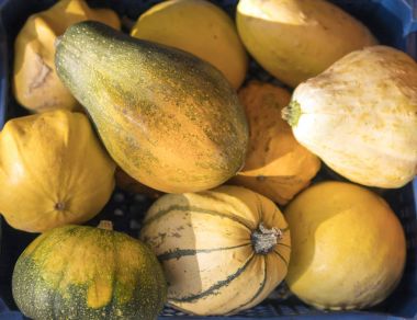 Kırmızı elma, arka plan. Sonbahar, hasat.