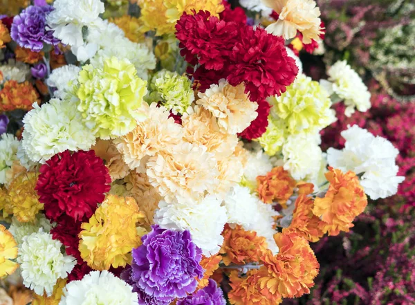 Autumn flowers, carnations. Pink, red, white, purple, yellow — Stock Photo, Image