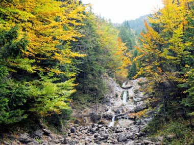 şelale orman. Sonbahar