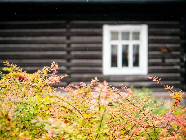 Autunno, crespino davanti a una casa di legno. Finestra sulla facciata. Rustico . — Foto Stock