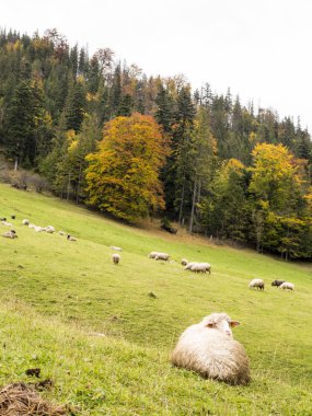 Dağlarda sonbahar mera üzerinde koyun