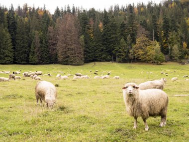 Dağlarda sonbahar mera üzerinde koyun