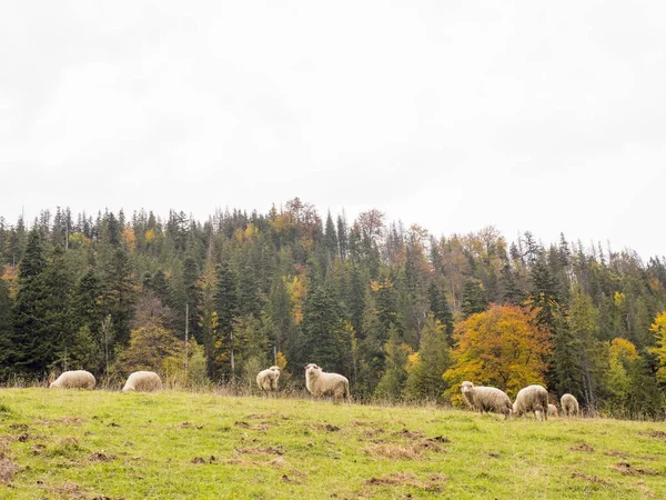 Ovejas en el pasto de otoño en las montañas — Foto de Stock