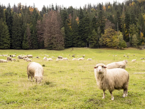 Dağlarda sonbahar mera üzerinde koyun